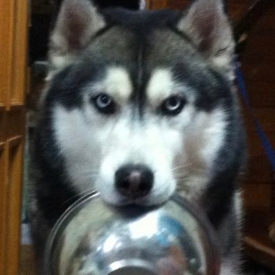 3代目ハスキー犬を最近お空に返しました。ペットロスカウンセリングと抜け毛集めの日々。心の隙間を埋めるべくTwitterのハスキーさんやかわいい動物さんたちに(勝手に)癒されてます。無言フォロー失礼🙇♀️ 笑い方を忘れそうなので笑えるネタも探してます。 #自死遺族 でもあります。 #シベリアンハスキー #ペットロス