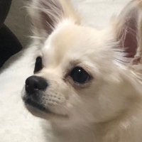 お茶さん(*´꒳`*) (@umekobu_lipskip) 's Twitter Profile