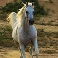 Mohamed Shaban (@mohamed77199762) Twitter profile photo