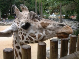 henrich12's profile picture. Kate's Wedding