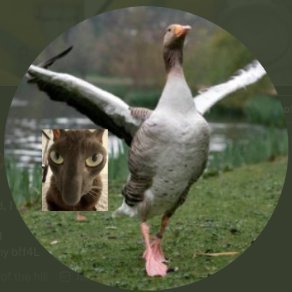 TWEET EAT SLEEP CUM REPEAT
goose/gooseself
HASBULLAH STAN