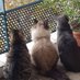 🎀🧈🌠🌈🐈🐈⬛Palak♂️ Rony♂️ Pondi-chéri♂️ (@palak_rony) Twitter profile photo 🎀🧈🌠🌈🐈🐈⬛Palak♂️ Rony♂️ Pondi-chéri♂️ (@palak_rony) Twitter profile photo