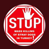 ayscream ♈️🎭🐾🍀☀️ (@gunesolsunhep) 's Twitter Profile Photo