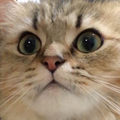dori_meg's profile picture. チンチラペルシャ猫ブリーダー/Beans′K/チンチラシルバー3頭、チンチラゴールデン4頭/ラグドール1頭/ミヌエット1頭/ゴールデンレトリバー1頭9歳/犬も猫もみんな家族/夏も冬もキャンプ大好き/ 犬猫好きキャンパー/サウナ大好き/DCТ神/美和崇拝/正人Love/正看護師/ハイラックス後期乗り/