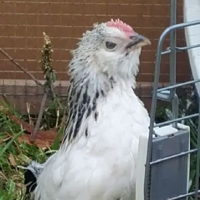 rhcow2259's profile picture. 5 young Belgian d'Uccle bantams, Rogue and his harem Ruby, Rosie, Rita and Rhonda.
Follow our adventures 🐓🐔🐥🐣🥚💕🇦🇺