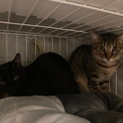2022/11/26から、我が家にやってきたcoco(黒)とcello(キジトラ)の姉妹。猫との生活は初めてなので、早く仲良くなれますように✨無言フォロー失礼します🙇♂️