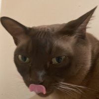 Valentenya the climate cat 🍉☮️(@Valentenya11) 's Twitter Profile Photo