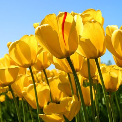 SJManigandan's profile picture. 