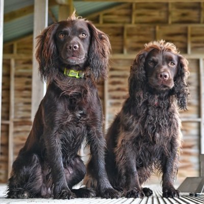 Multi award-winning detection dogs, training and consultancy services. You can see us on Quest Red TV show #DogDetectives