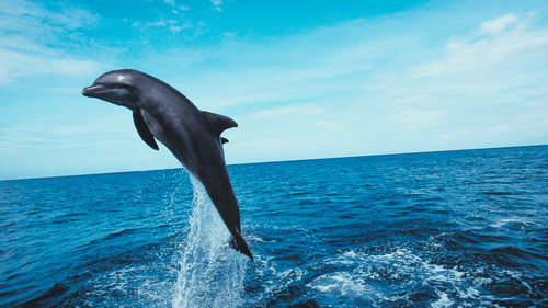 AlbertoAlrod33's profile picture. Hola a todos los amigos y amigas del ciberespacio, creo que podemos  hacer muchas  cosas mejores para que  el mundo entero mejore, depende  de nosotros....