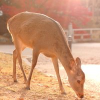 りゅー (@ryuu_ip) 's Twitter Profile