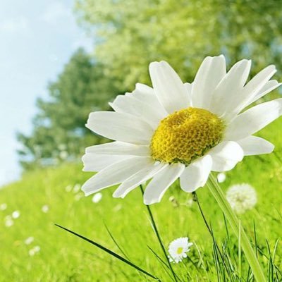 BFA1990's profile picture. الحمدلله دائما وابدا 🌹🌹