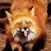 Fox Mire (@foxmire) Twitter profile photo Fox Mire (@foxmire) Twitter profile photo
