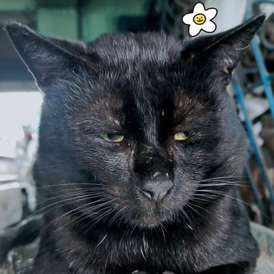 EplerChad's profile picture. meoooow meowwww meowwww