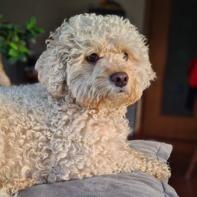 KateRogan8's profile picture. walking, thinking, baking, making.                                  
            Ireland ☘️