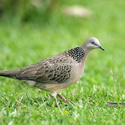 lehaithanhxmhb's profile picture. 