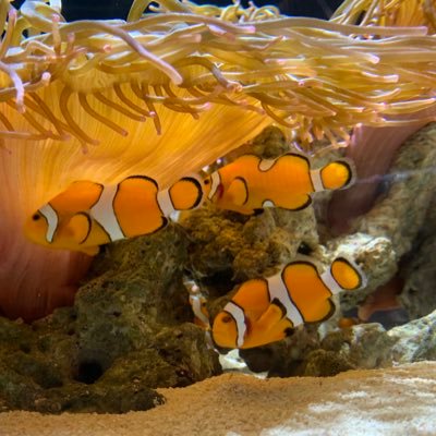 ayaU64760484's profile picture. 