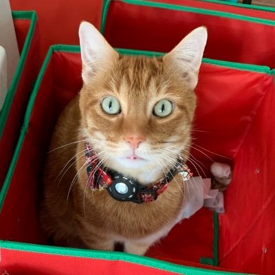 PuddleJumping's profile picture. Writer✍️ | Reylo 🦋 | Avid Fan of Complex Characters, Complicated Relationships, & Compelling Stories 📚| AO3: ThePuddleJumper & Tumblr: puddlejumpingwriter 🐈