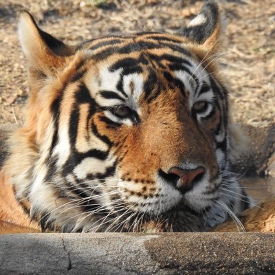 kaustubh31's profile picture. 