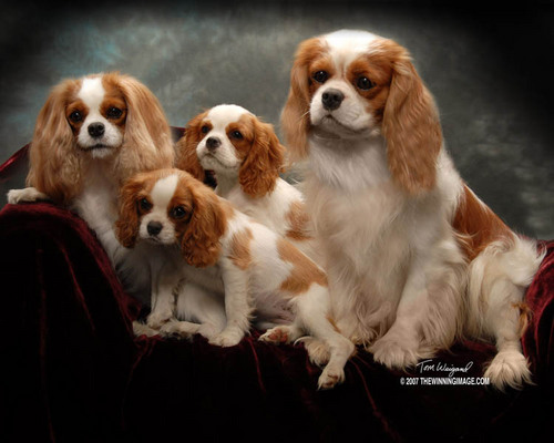 Cavalier King Charles Spaniel Puppies since 1999. AKC Breeder of Merit. AKC inspected HOME. Focus on health , type  temperment. Founding Partner Cavalier Health