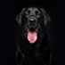 Popularpuppies © (@popularpuppies3) Twitter profile photo Popularpuppies © (@popularpuppies3) Twitter profile photo