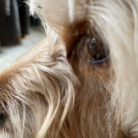 Finn 🐾🐾💙🐶 (@finn14461704) 's Twitter Profile Photo Finn 🐾🐾💙🐶 (@finn14461704) 's Twitter Profile Photo