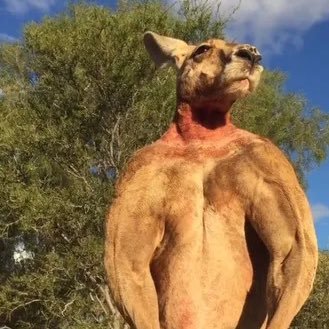 musclemarsupial Profile Picture