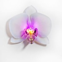 Laura Hart (@hartglass) 's Twitter Profile