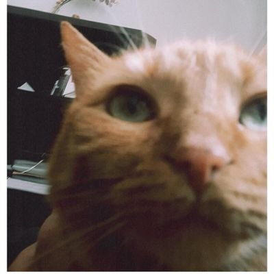 pitispeak's profile picture. 