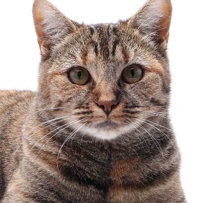 Nicholas Briggs Loves His Catさんのプロフィール画像