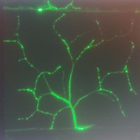 Dr. Jessica Sidisky (@synapsesid) 's Twitter Profile