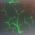 Dr. Jessica Sidisky (@synapsesid) Twitter profile photo Dr. Jessica Sidisky (@synapsesid) Twitter profile photo