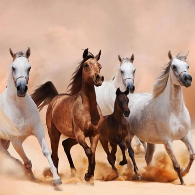نادر الروقـــي