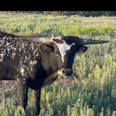 Oklahoma, beekeeper, running some cows, taking sunset pictures