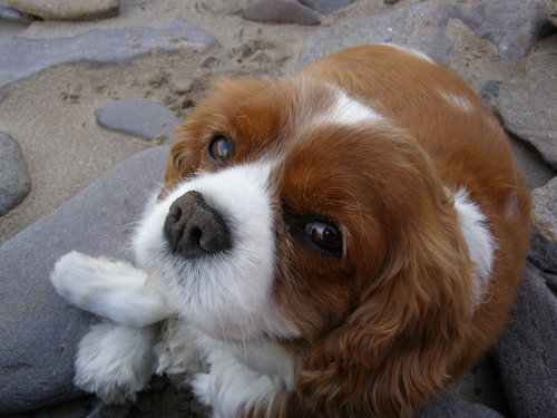 Proudly Irish. love my family and my dogs.. abhor animal cruelty.. opinions are my own