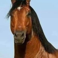 piss (@moonliqhttt) 's Twitter Profile