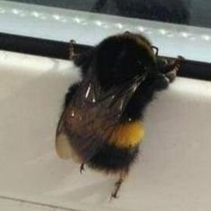 Bee