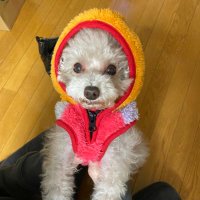 もえ (@chobichobitaro) Twitter profile photo