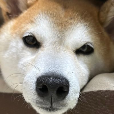 komuimo08191108's profile picture. 結論からしゃべりたい。結論から聞きたい。