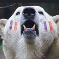 L’OURS SAIN (@ours_sain) 's Twitter Profile