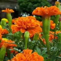 نازح (@smyljbly2) Twitter profile photo