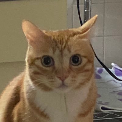 ちゃたまる🐱🗝💭さんのプロフィール画像