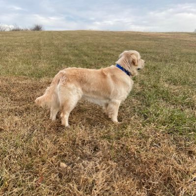 Hank_the_Golden Profile Picture