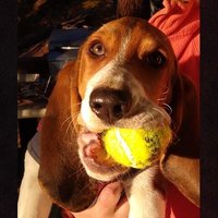 Nor-Cal Hilohaw (@hilohaw) 's Twitter Profile