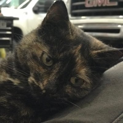 NelsonMaloney's profile picture. Mechanic, Animal Lover, Liberal because I’m enlightened. Pittsburgh Steelers fan