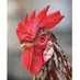 Laws (@rooster_sparrow) Twitter profile photo Laws (@rooster_sparrow) Twitter profile photo