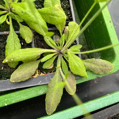 hua_jingyu's profile picture. Uni of York Biology Bancroft Lab