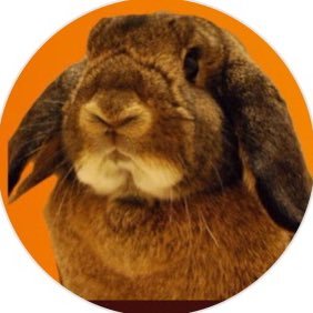 YouTubeの撮影 ライブ配信やってます🐰 「よつば特派員 」チャンネル https://t.co/UpFR6DbccB 登録よろしくお願いします🙇♀️ YouTubeの切り抜きはご遠慮下さい。XやTikTokへの引用転載もお断りしております。 URLの拡散は嬉しいです☺️