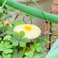 みり (@h64w7) 's Twitter Profile Photo