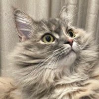 tetutetuhamきな子サイベリアン (@tetutetuham) 's Twitter Profile